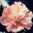 Eleanor Grant Variegated
